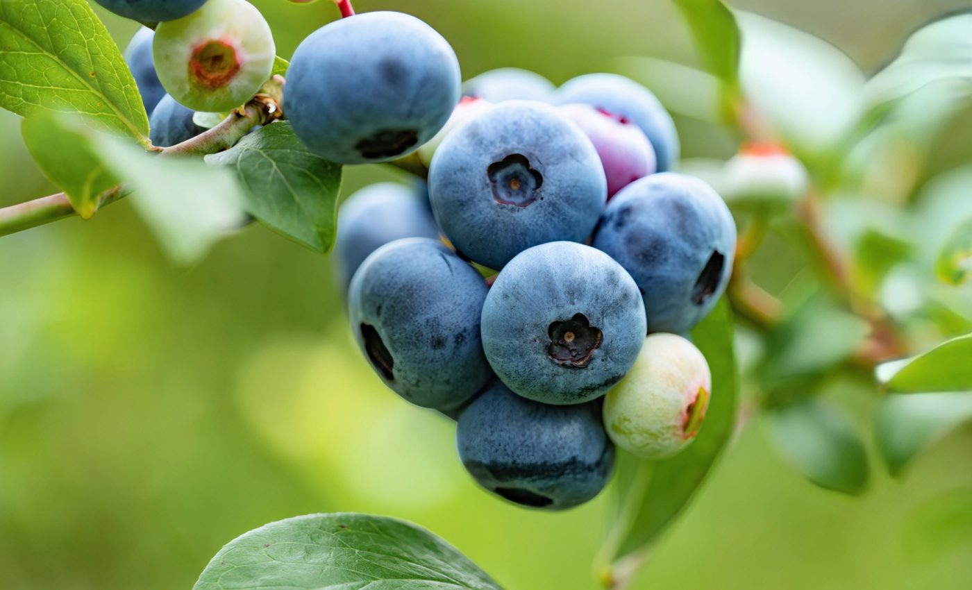 Disease attacking blueberry plants is spreading around the world