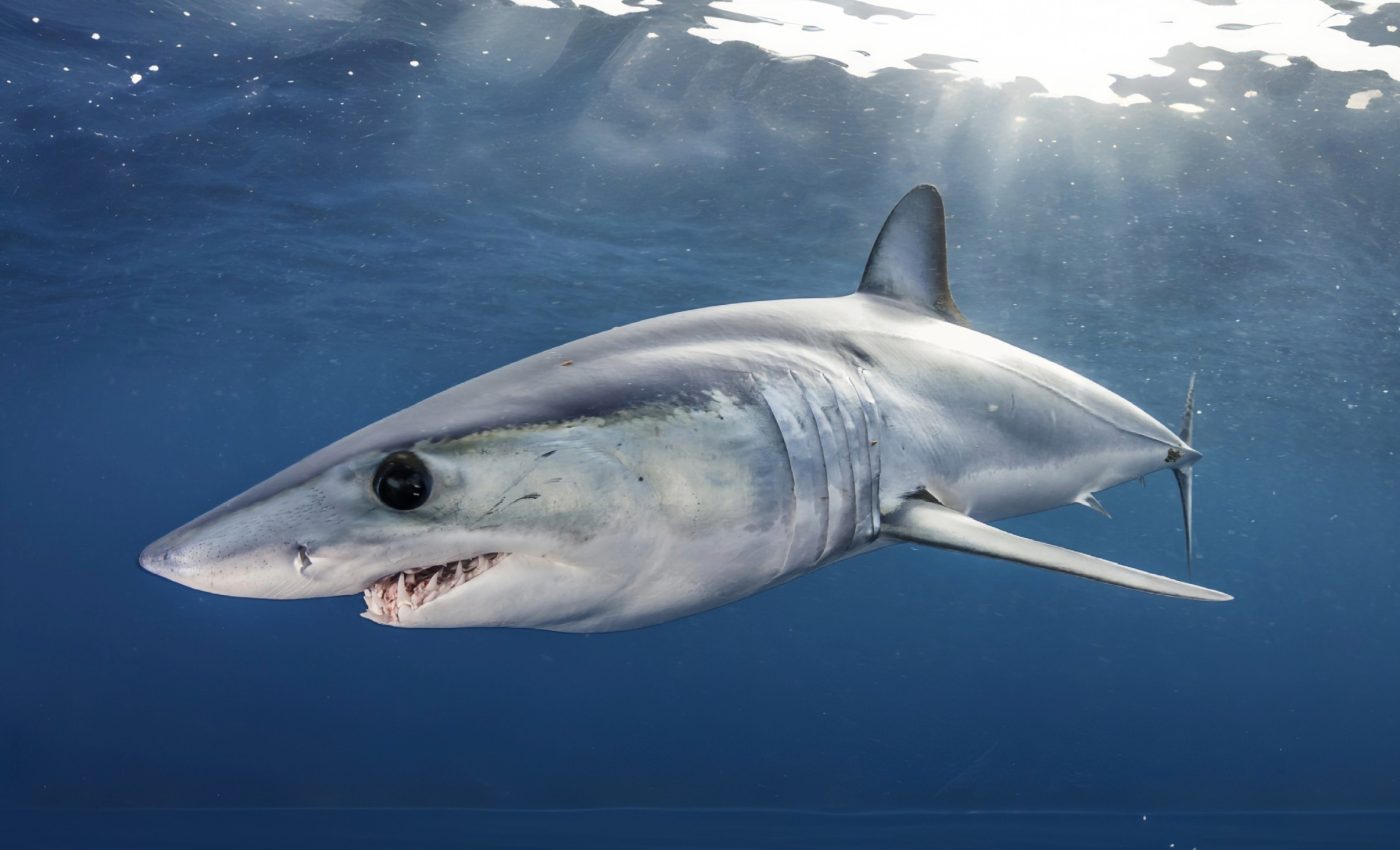 Mediterranean sharks face growing threats despite conservation efforts