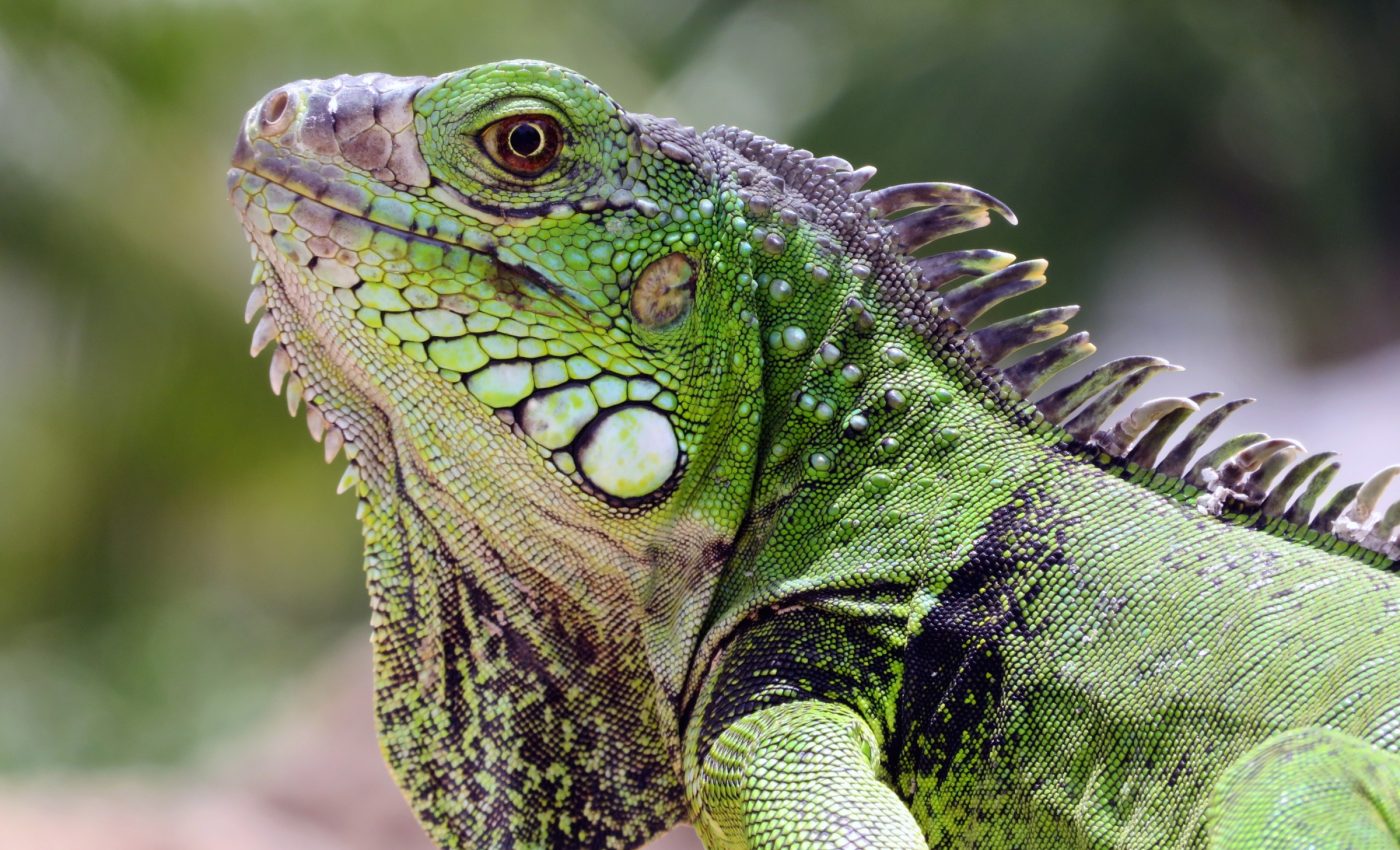 Reptiles provide new clues about the diets of extinct animals