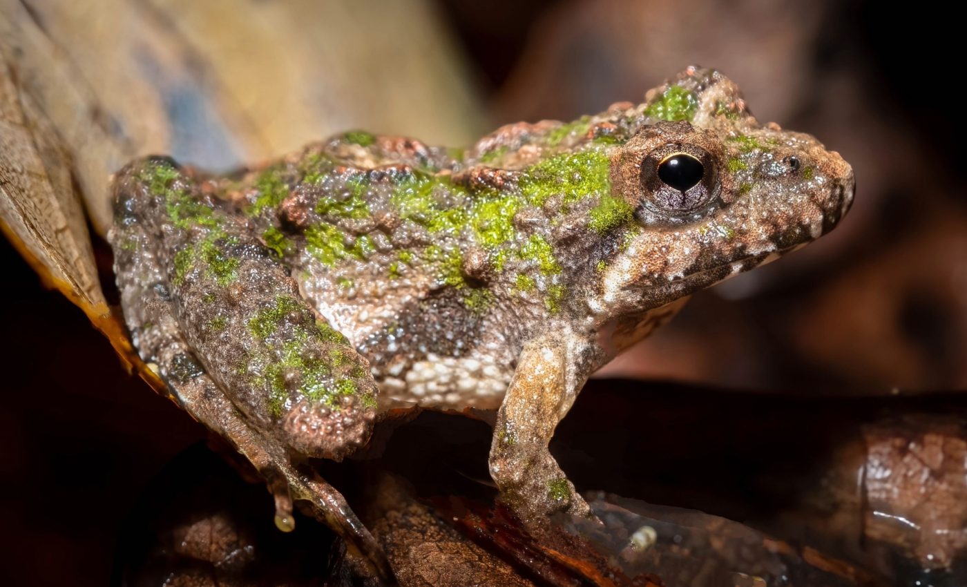 Cricket frogs can literally walk on water as if it were dry land