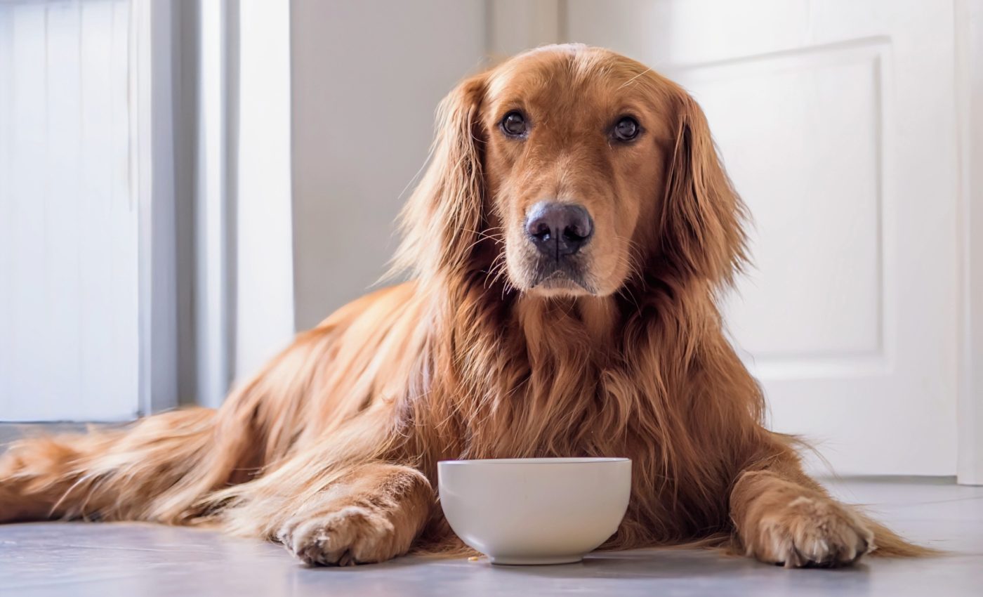 Humans can contract Salmonella infections from their dogs