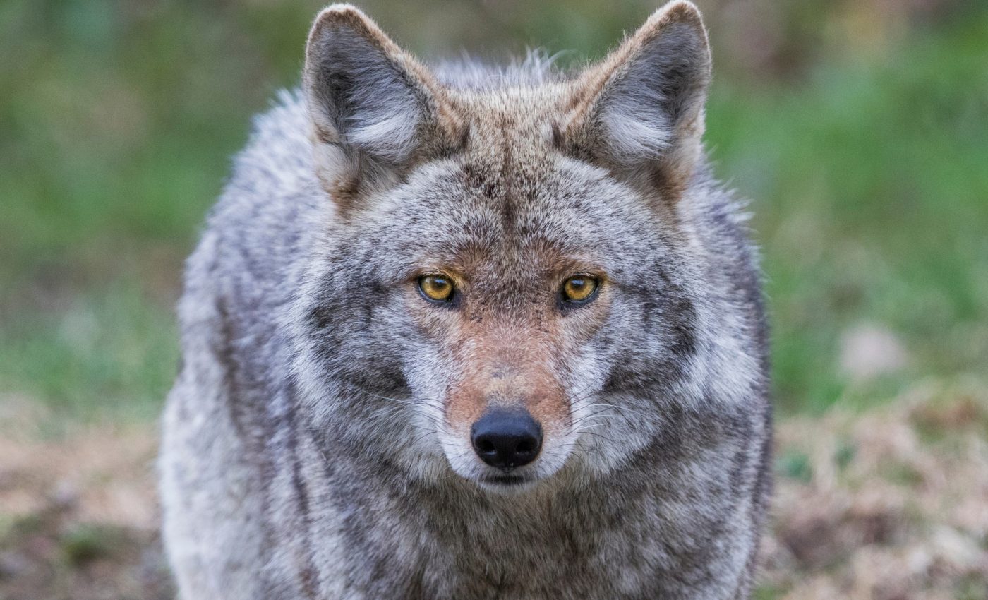 Coyotes live longer in densely populated human areas