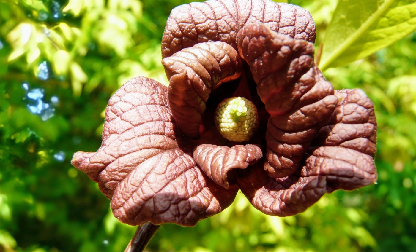 Pawpaw trees form dense patches that outcompete other plants