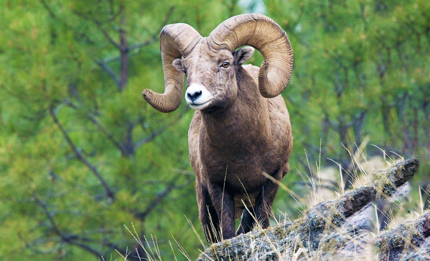 US rancher cloned giant sheep for trophy hunting, now sent to federal prison