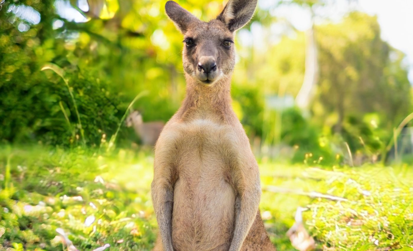 Prehistoric kangaroos changed their diets to survive climate change