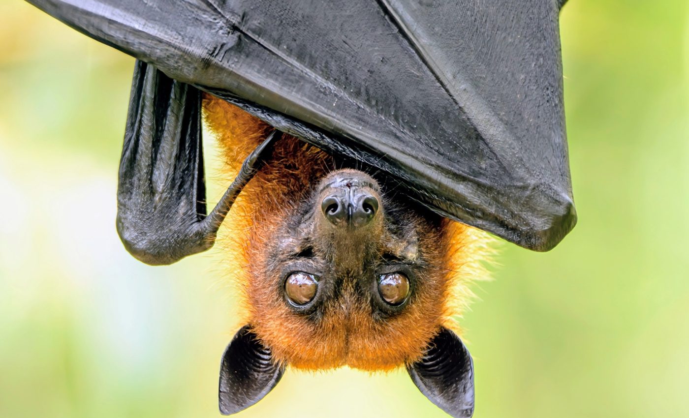 Bat conservation benefits human health and the environment