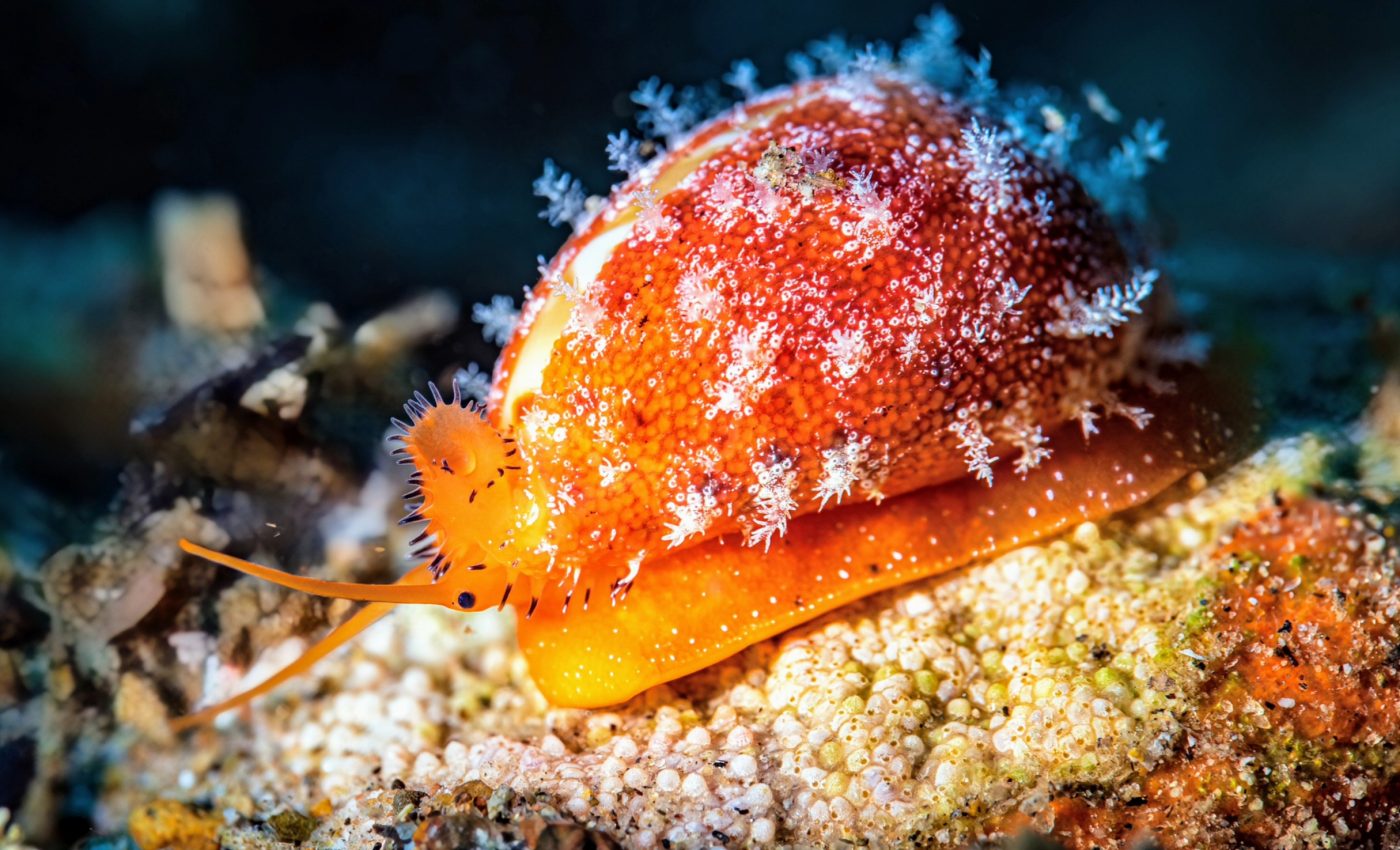 Fossils called Punk and Emo rewrite the story of mollusk evolution