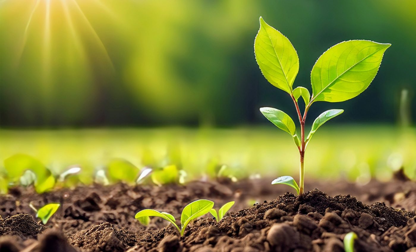 New understanding of light detection in plants may revolutionize farming