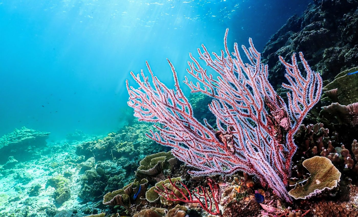 Isolated coral reefs survive with the help of their local network
