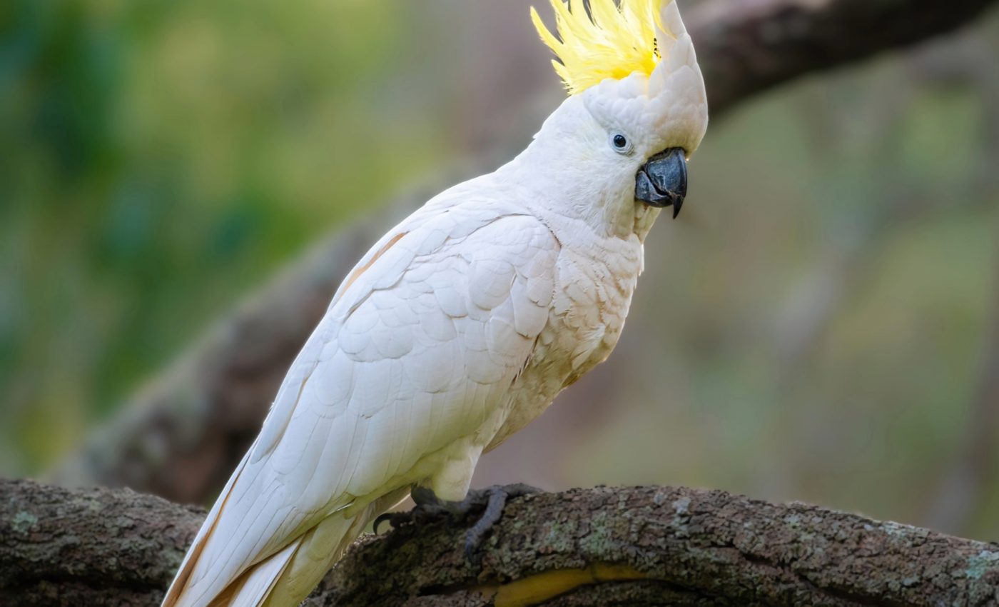 Genetic discoveries offer new hope for cockatoo conservation