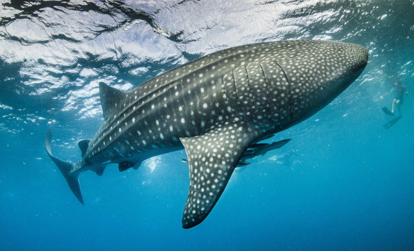 Whale shark mating behaviors observed for the first time in the wild