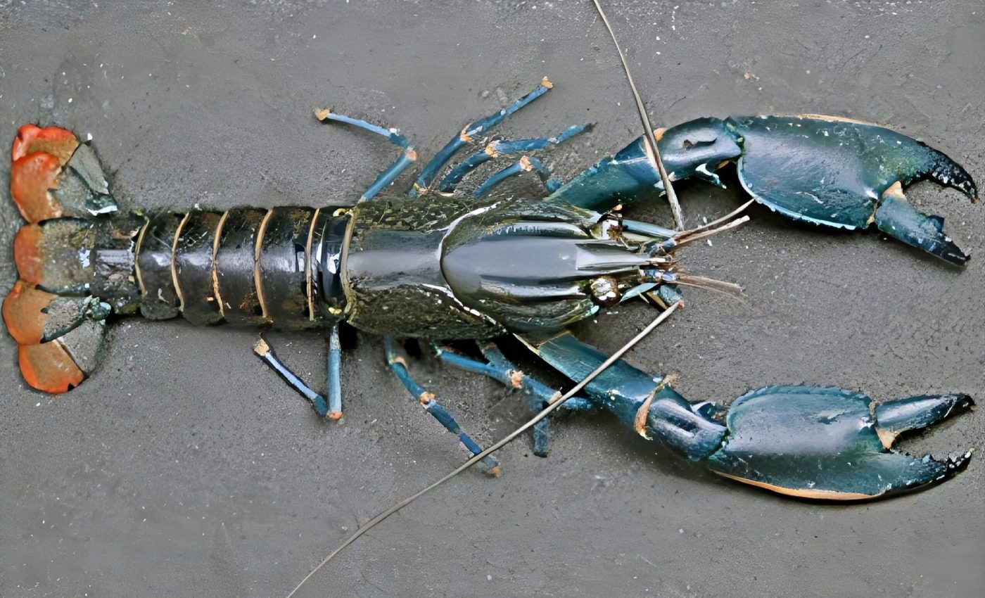 Dusty crayfish: A new species that's been hiding in plain sight