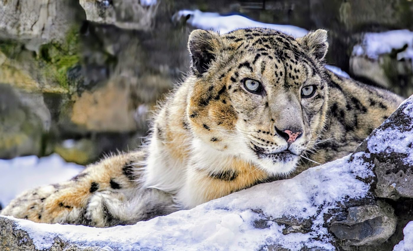 Snow leopards: Tracing the evolution of an apex predator