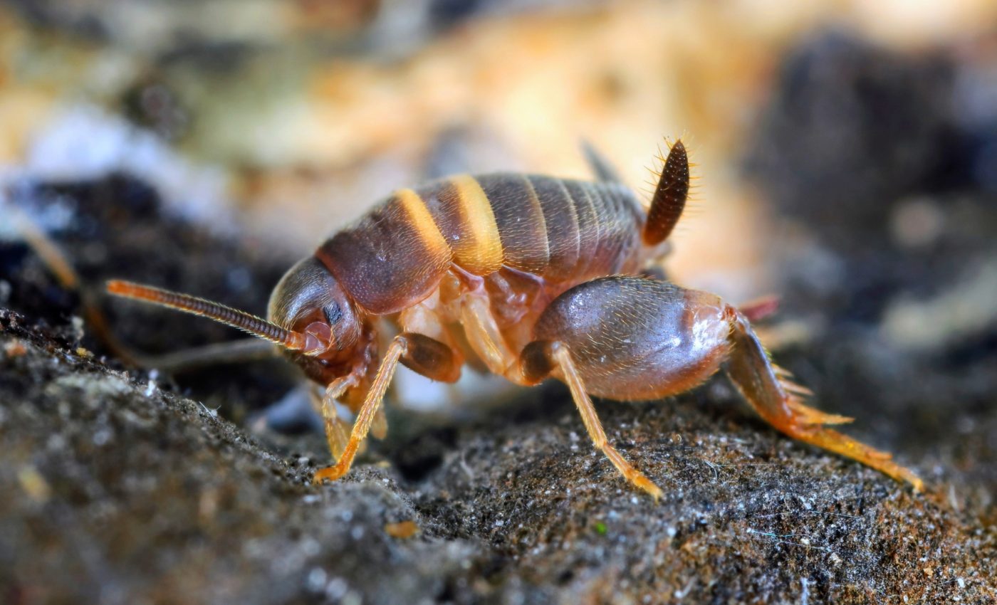 Parasitic crickets hide in ant colonies without being caught