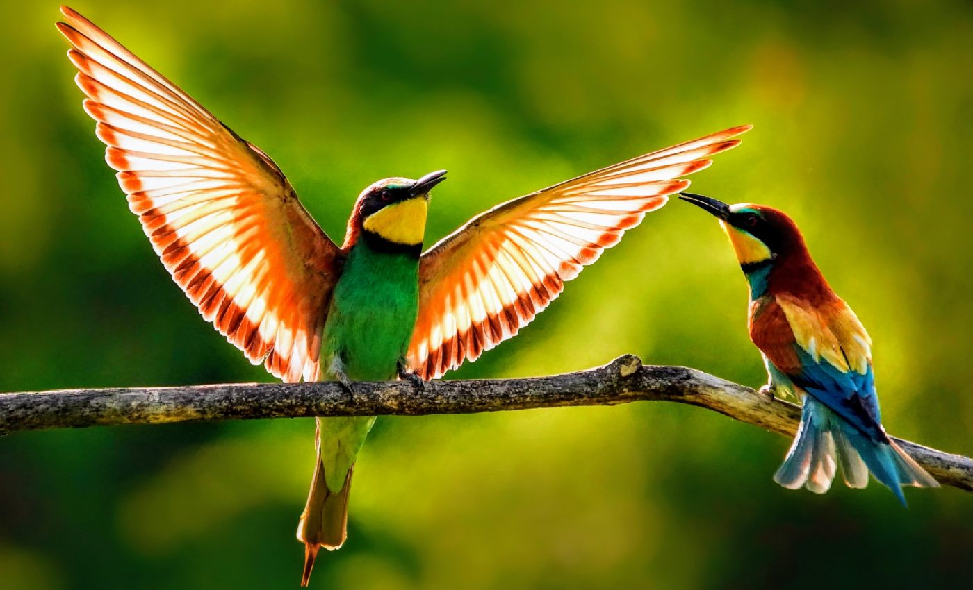 Songbirds ‘talk’ to each other during migration