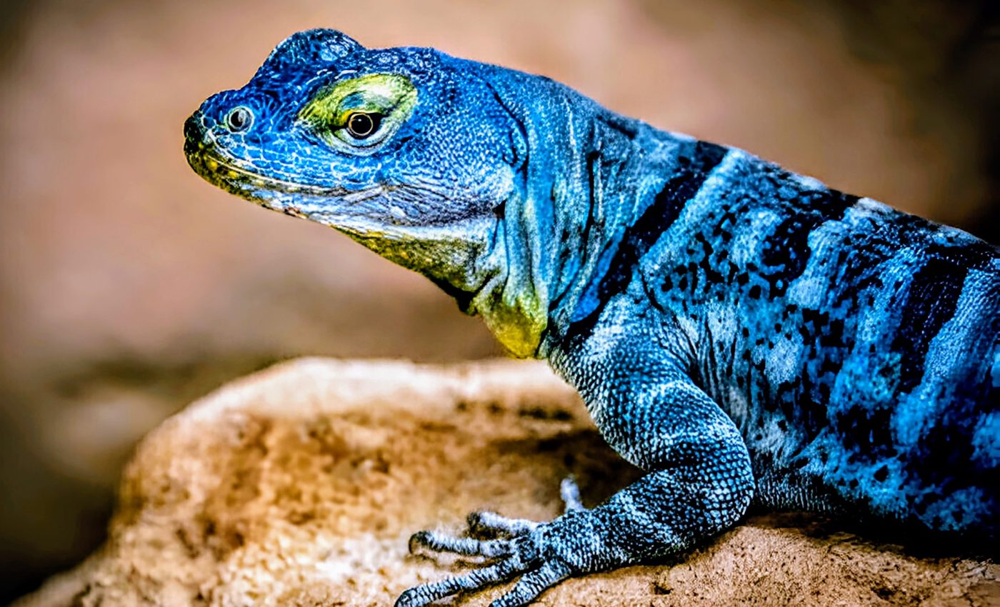 Desert lizards struggle as global warming raises their energy needs