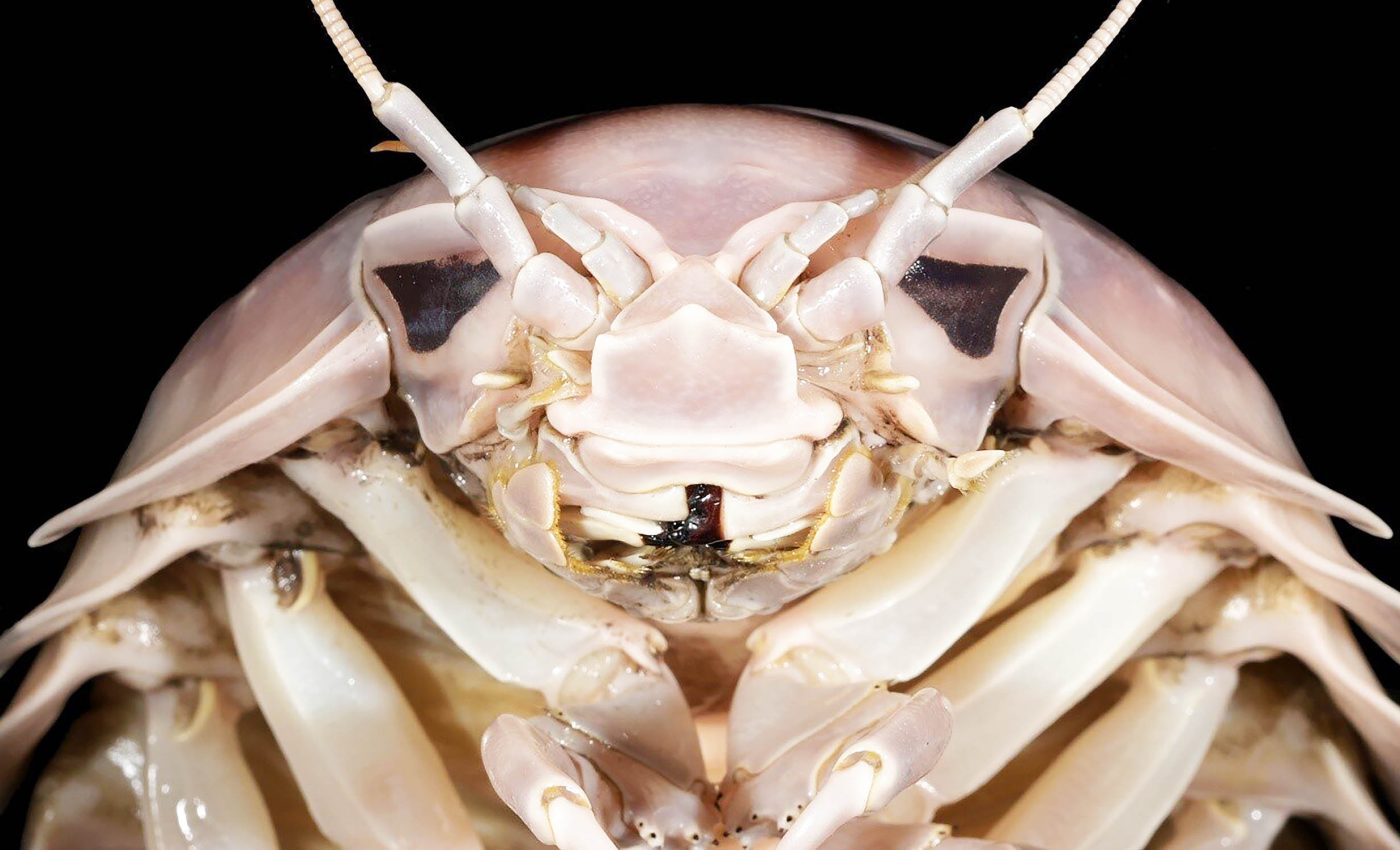 Giant isopod named 'Bathynomus vaderi' after Darth Vader