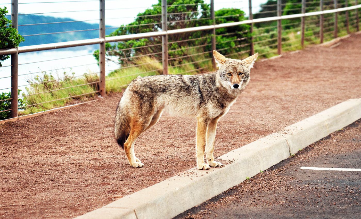 City life has a huge impact on coyote evolution