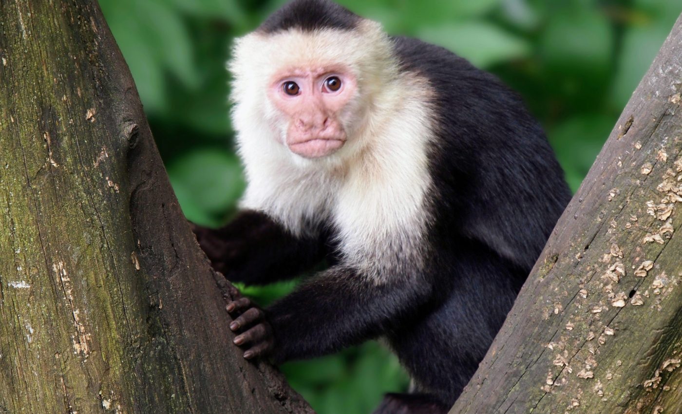 Social tolerance helps monkeys pass along new skills