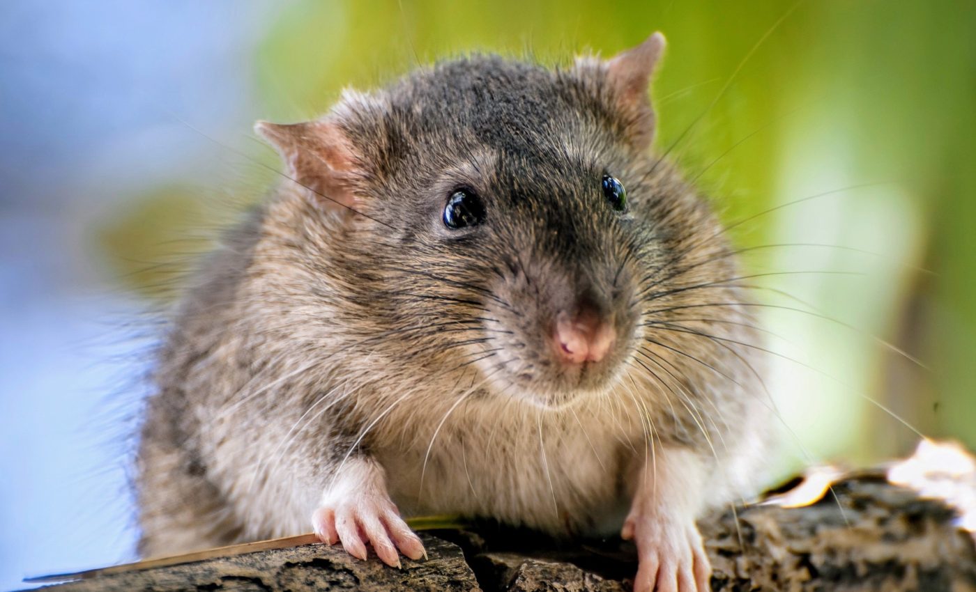 Woodrats duplicated their genes to survive eating poisonous plants