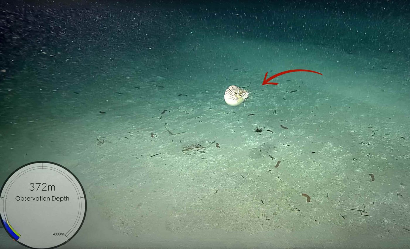 Research ship finds sea creature, untouched since dinosaur times, after years of searching