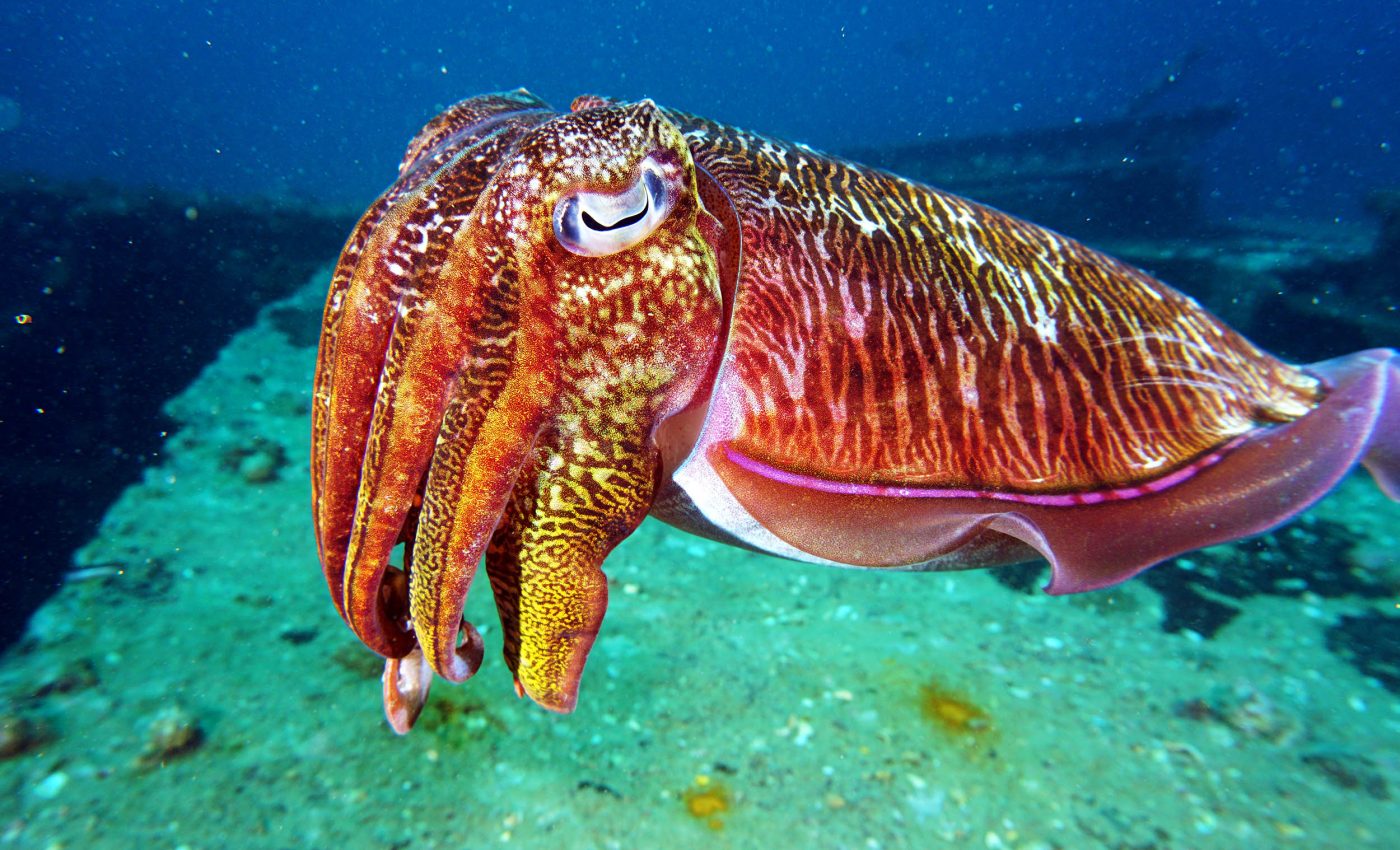 Cuttlefish show levels of self-control and reasoning that rivals that of primates