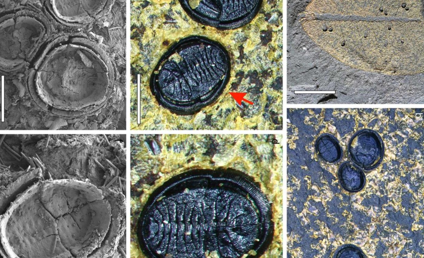 15-million-year-old insects stun scientists with their unusual traits