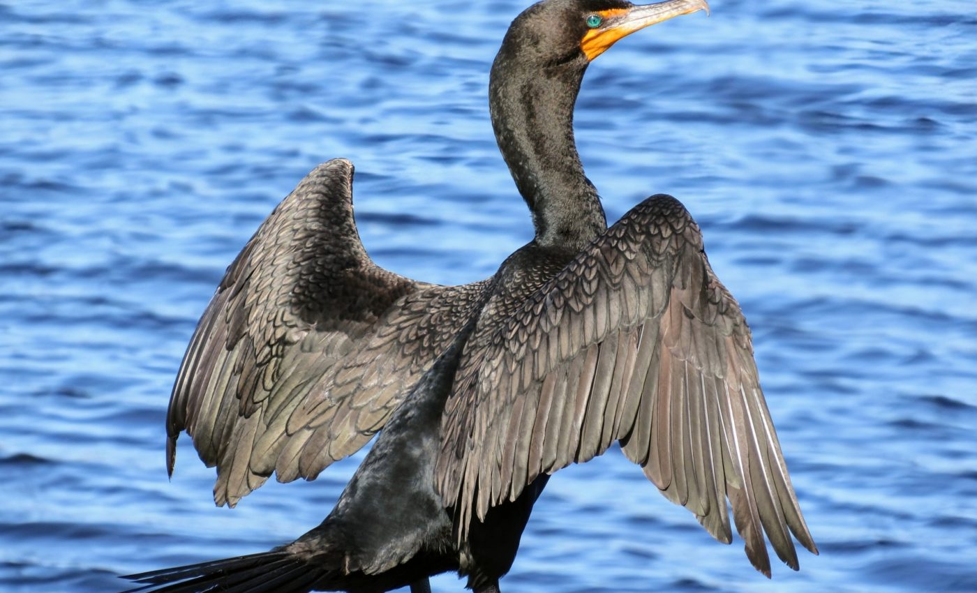Florida’s waterbirds: Expert divers with bold hunting techniques