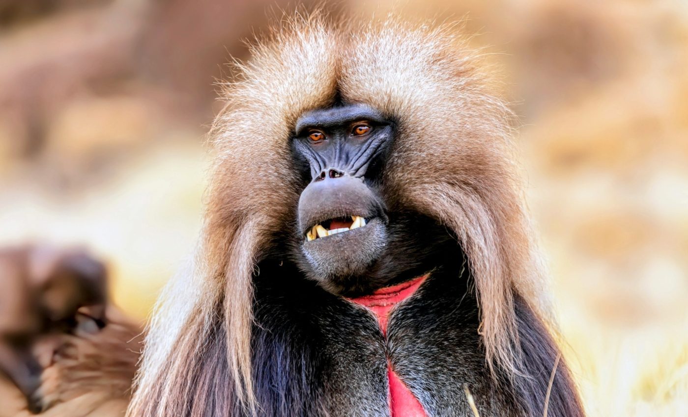 Many alpha male primates sacrifice good health for power