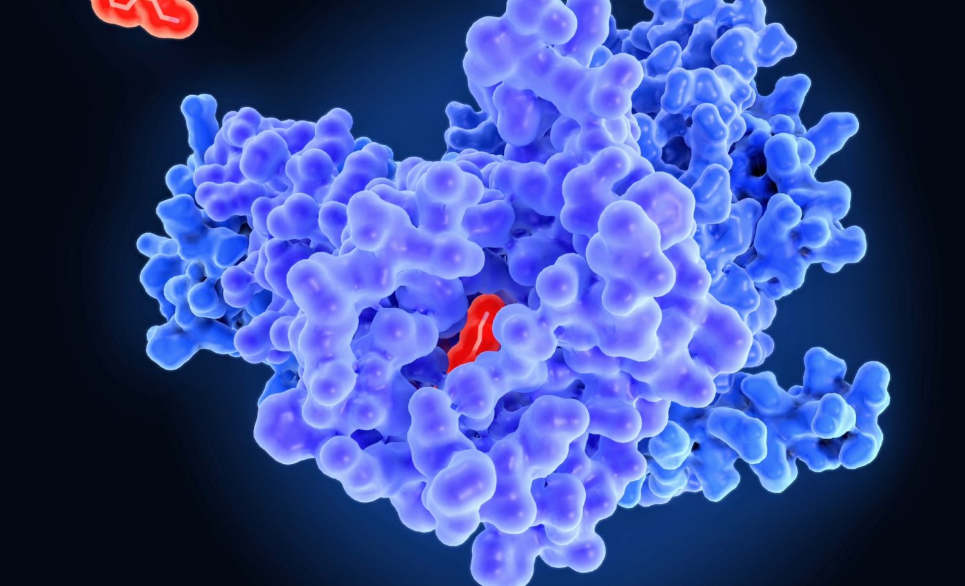 Dopamine's role in male aggression fades with fighting experience