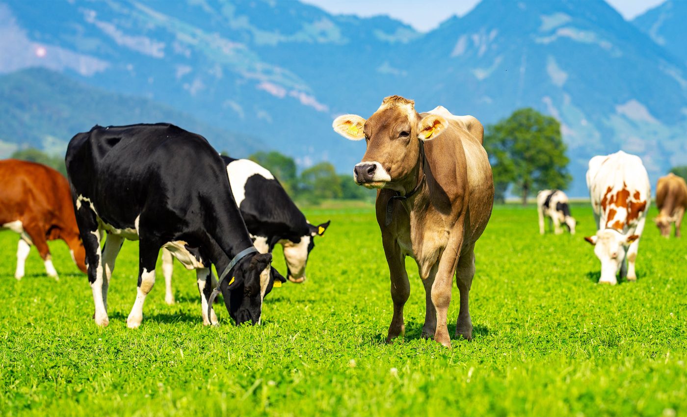 Cattle gallstones, insanely valuable, are the new 'must-have' item in global smuggling rings