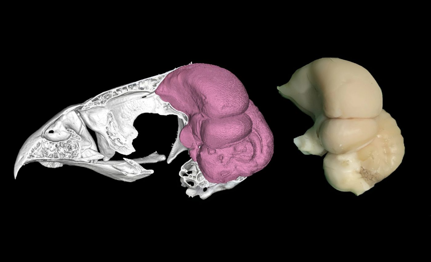 "Bird brain" study gives remarkable new insights into avian intelligence