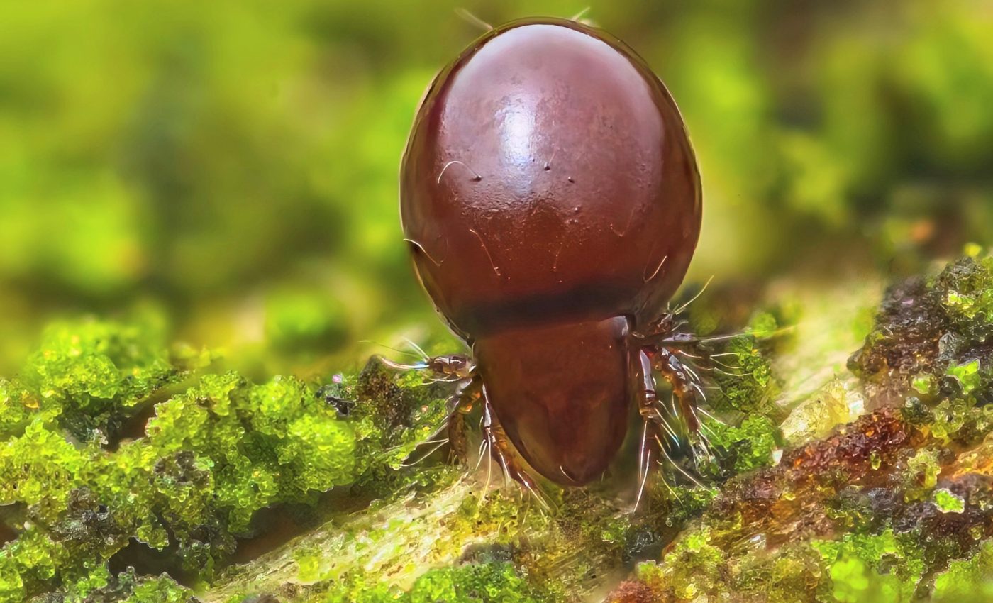 How mites survived without sex for millions of years