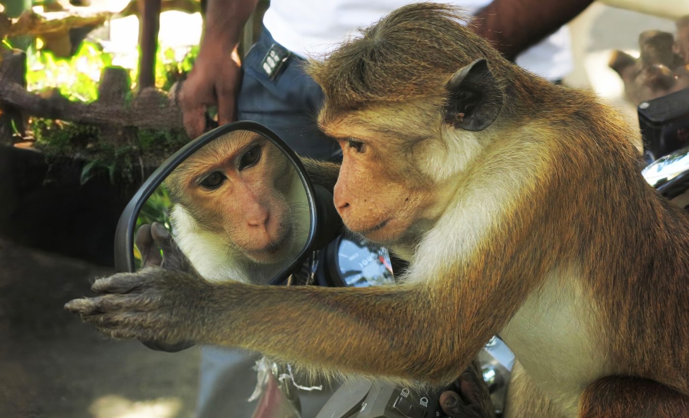 Baboons fail to recognize themselves in mirrors, unlike some animals