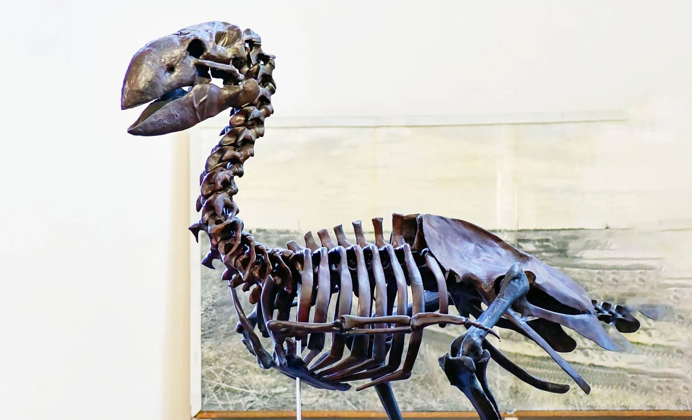 Rediscovered 45-million-year-old skull turns out to be a large, extinct bird species