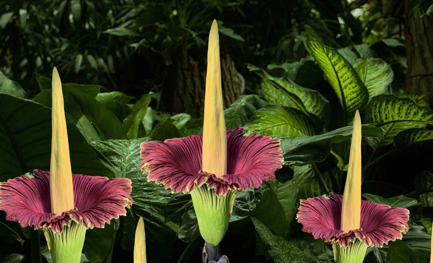 Smells like trouble: Popular 'corpse flower' is headed towards extinction