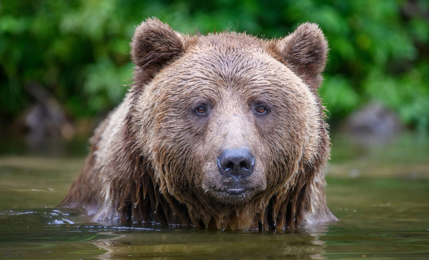 Keeping the peace: How drones can help humans and bears coexist