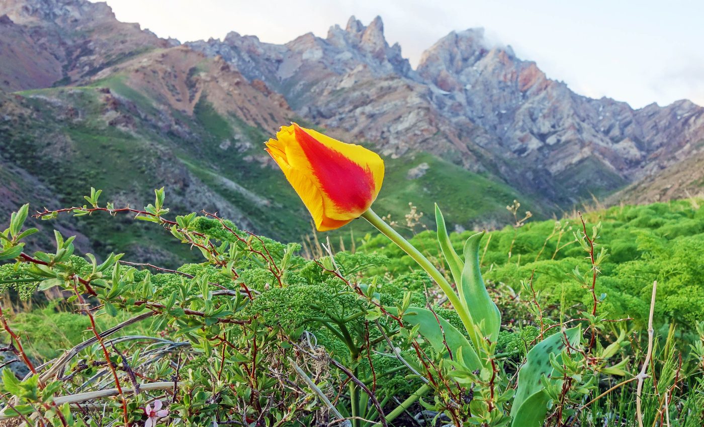 Saving Earth's most endangered plants from extinction is proving to be very difficult