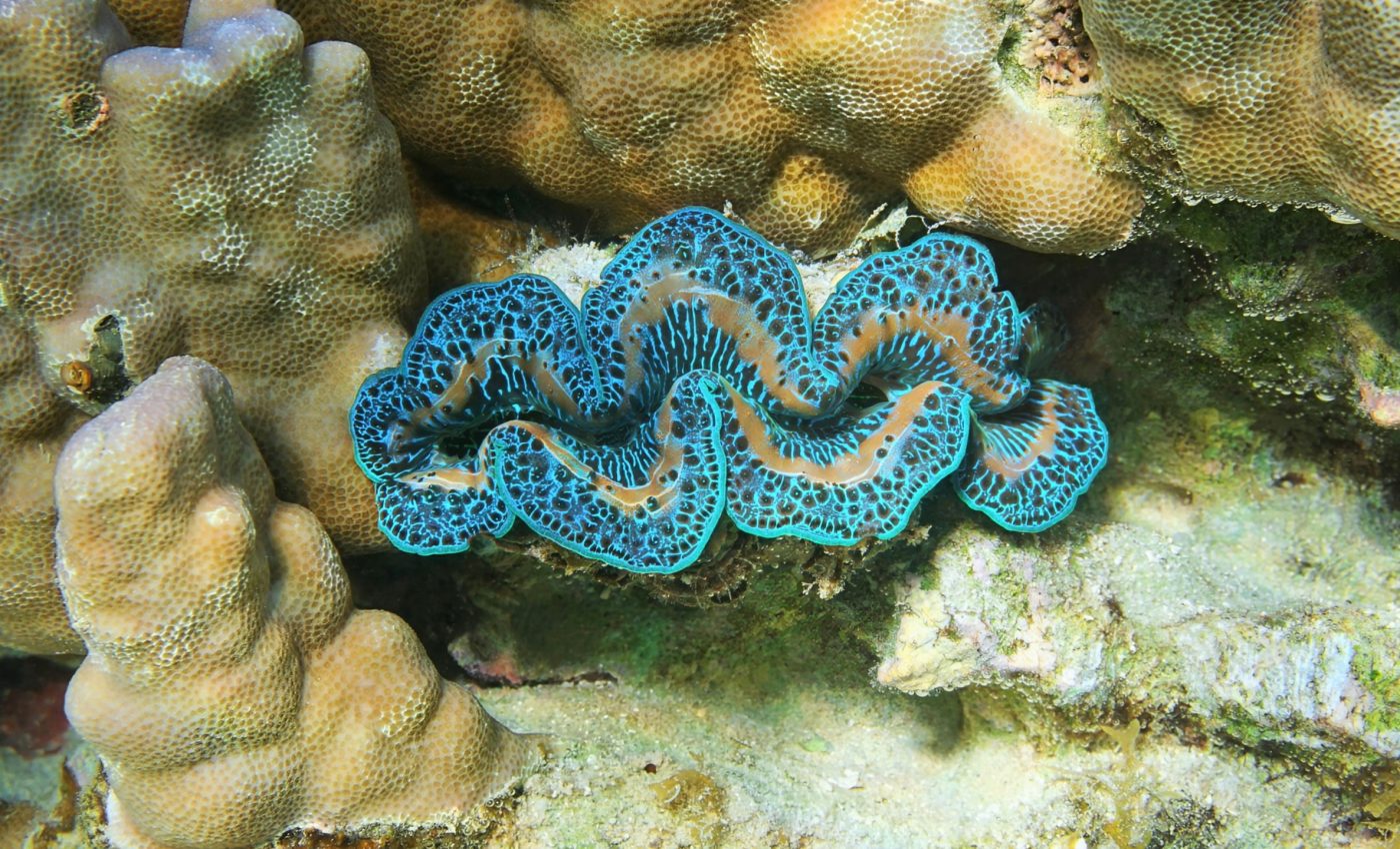 Giant clams grow huge without eating much protein