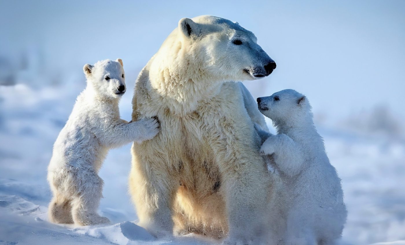 Ice doesn't stick to polar bear fur - but why?