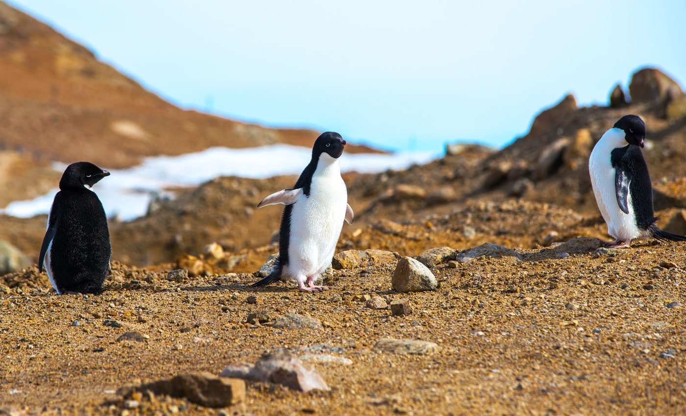 Ice-free zones found in Antarctica were recently mapped for the first time ever