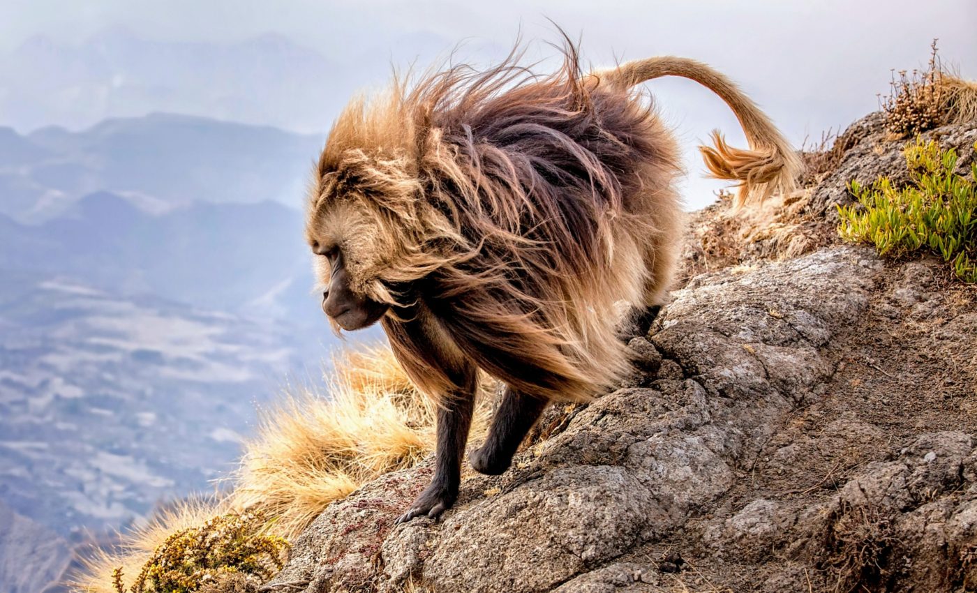 Climate change is constantly reshuffling Earth's species