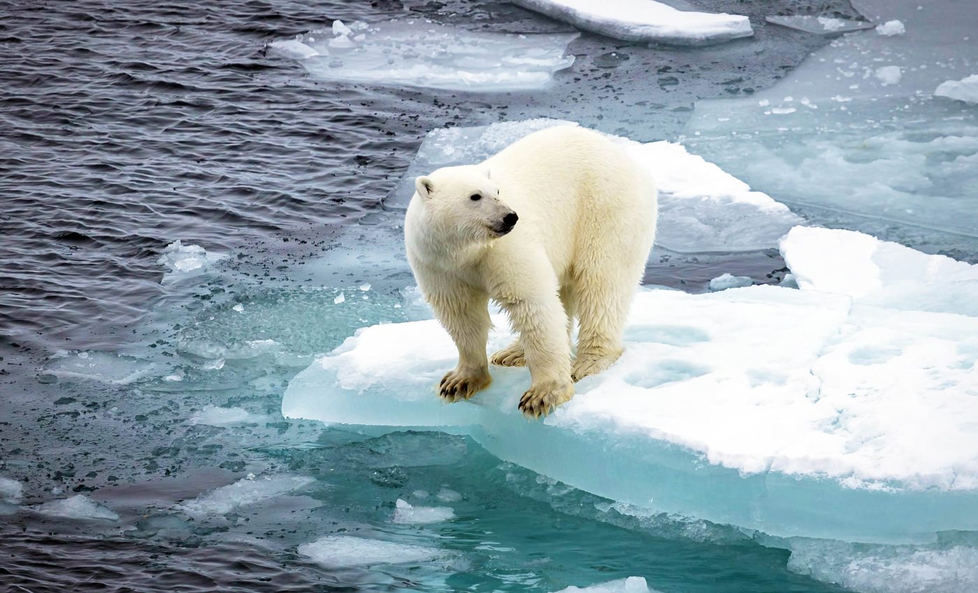 Polar bears are suffering from an "energy deficit" that is devastating their populations