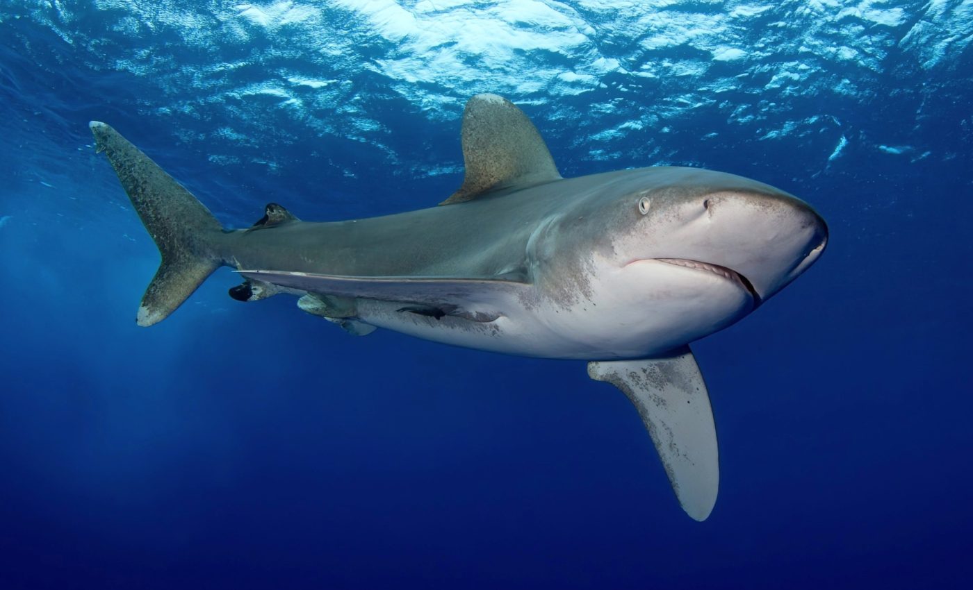 Sharks may benefit from rising temperatures - but not from rising CO2