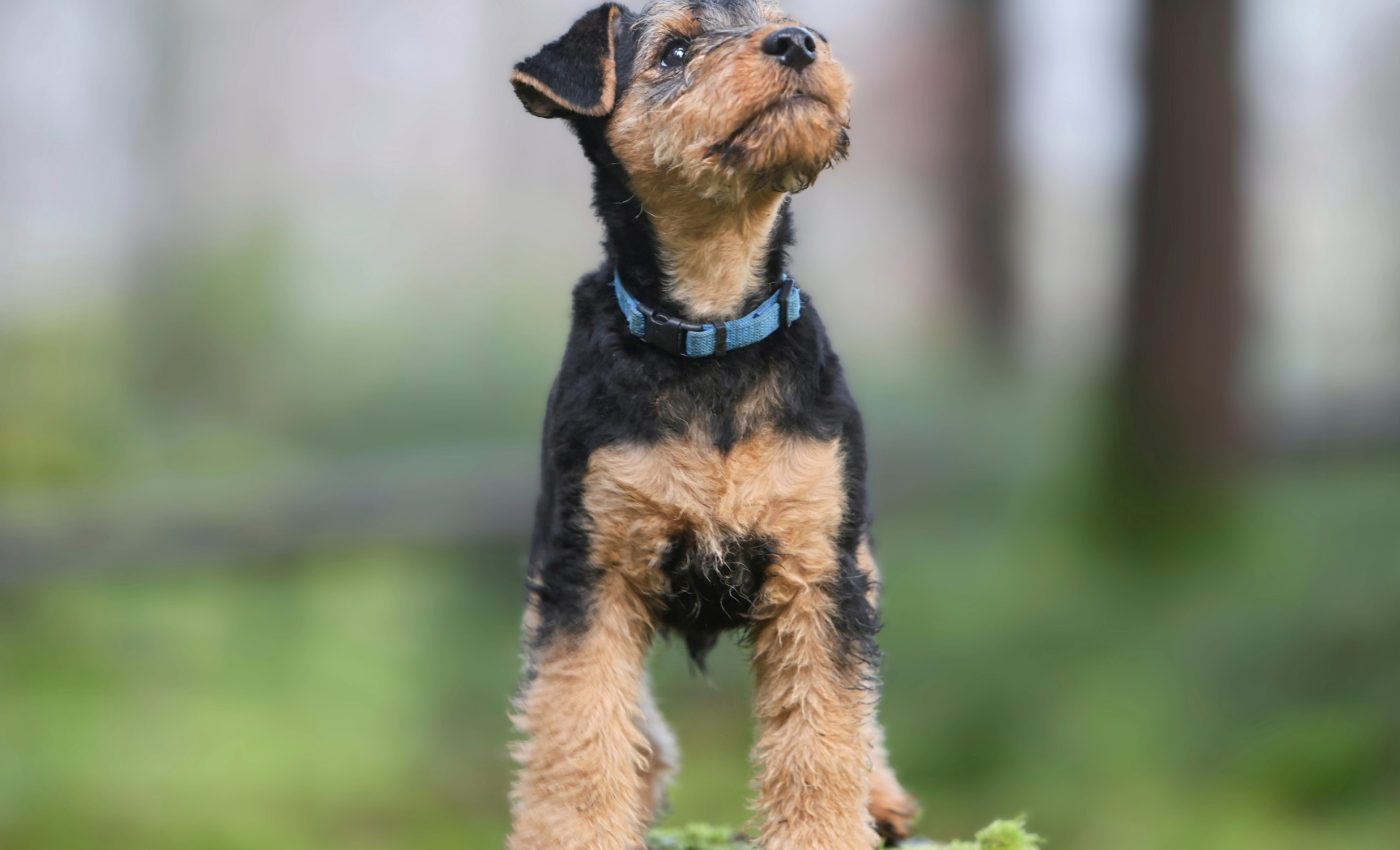 Dog breed does not define performance and ability