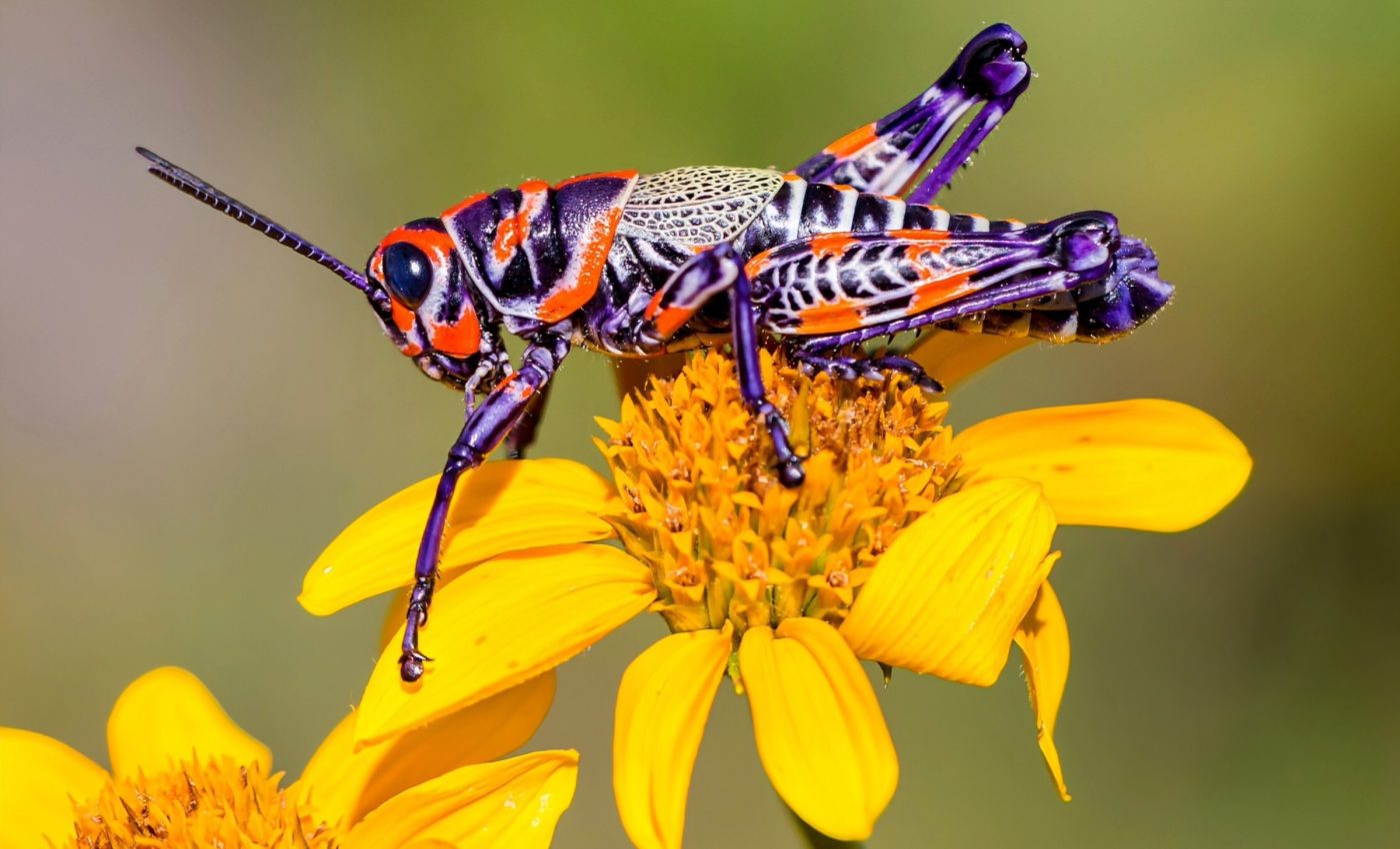 Grasshopper size changes in response to shifting climate