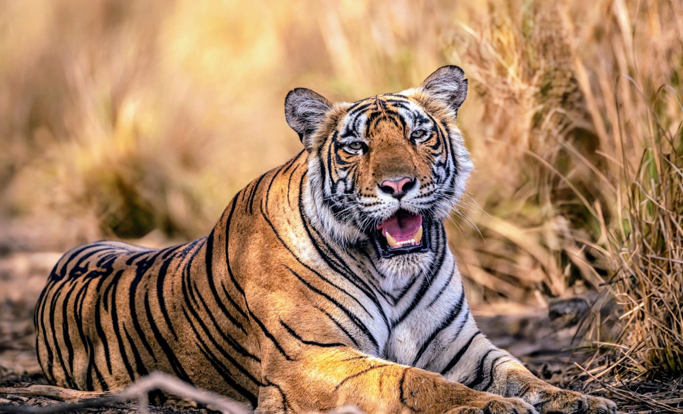 India’s wild tigers are thriving with smart conservation efforts