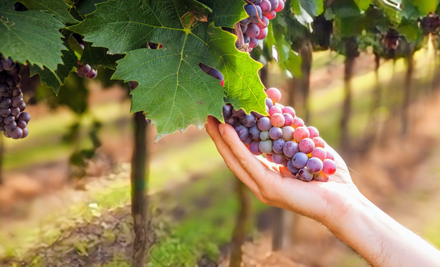 Resveratrol in grapes and wine may naturally boost female fertility
