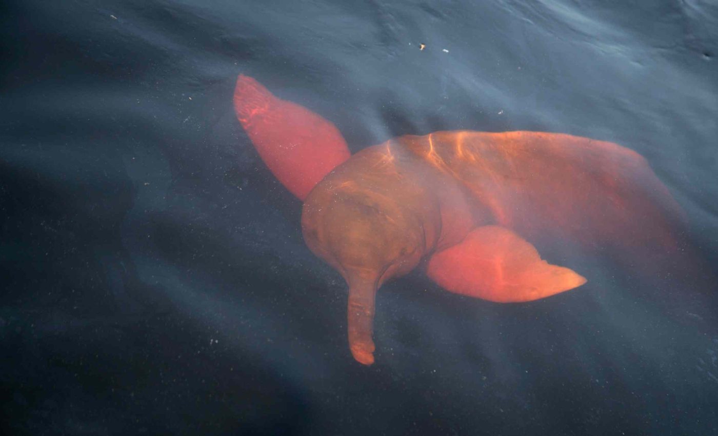 These marine mammals have lost their ability to ever walk on land again