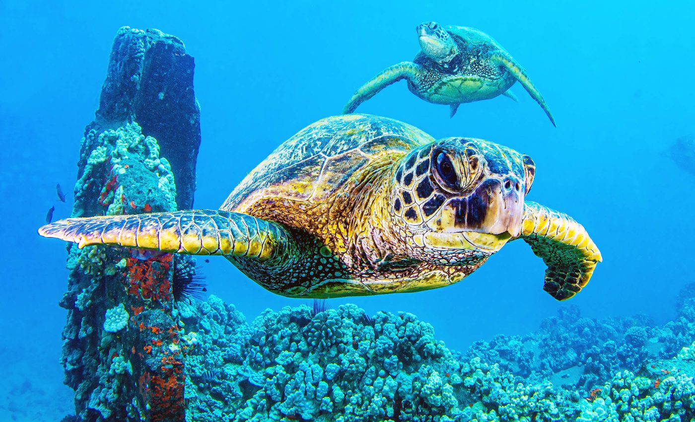 Sea turtles show signs of recovery, but conservation issues remain